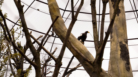 White-tailed eagle in a zoo cage. Aviary for birds with trees. A bird sitting on a branchの写真素材