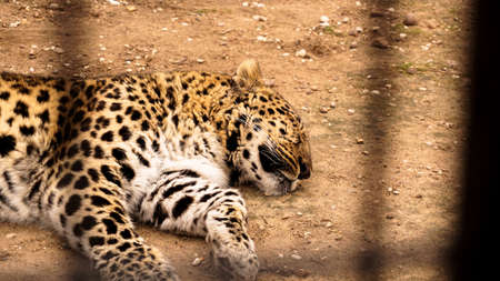 Leopard in a zoo cage. A wild beast sleeps on the ground. Tired leopard in a cageの写真素材