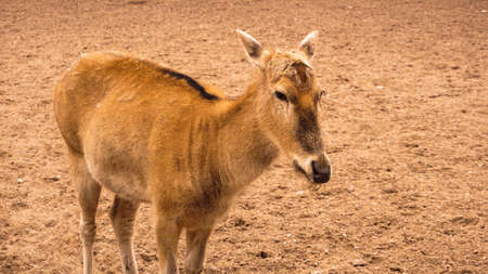 A female deer at the zoo. Deer on a background of sand. Summer photo at the zoo.の写真素材