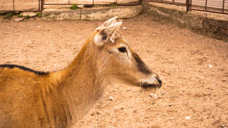 A female deer at the zoo. Deer on a background of sand. Summer photo at the zoo.の写真素材