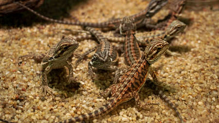 Little lizards in the terrarium. Animals in the zoo. Reptile restingの写真素材