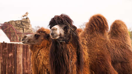 Close up photo of two camels heads. Animals in the zoo. Camels in a zoo cageの写真素材