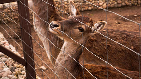 Roe deer in the cage of the zoo. Photo of an animal behind an iron net.の写真素材