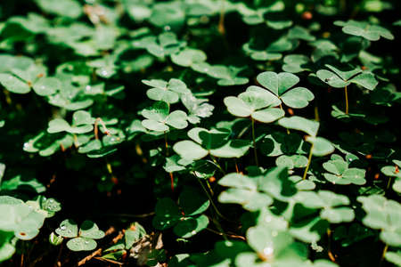 Green clover field. Natural leaves in the forest. Real natural background at summerの写真素材