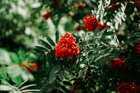 Bunches of red rowan berries among green leaves. Real natural background in forest
