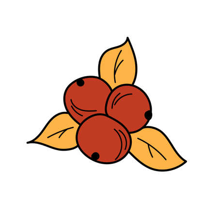 Autumn element - in simple style. Red berries and autumn leaves on a white background for designのイラスト素材