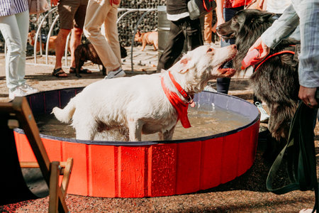 Big white dog bathes in a dog pool. A festive exhibition of pets in the urban space for events. Sunny summer dayの写真素材