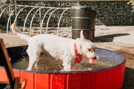 Big white dog bathes with toy in a dog pool. A festive exhibition of pets in the urban space for events. Sunny summer dayの写真素材