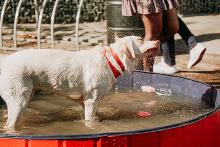 Big white dog bathes in a dog pool. A festive exhibition of pets in the urban space for events. Sunny summer dayの写真素材
