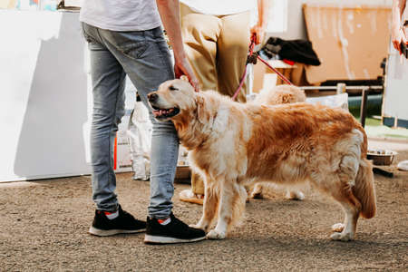 An adult Golden Retriever snuggles up to the owners leg. Happy affectionate pets. Dog day in the city parkの写真素材