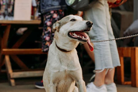 Funny Sheepdog. Smiling pet face with a long hanging tongue. Dogmarket in the city on a sunny dayの写真素材