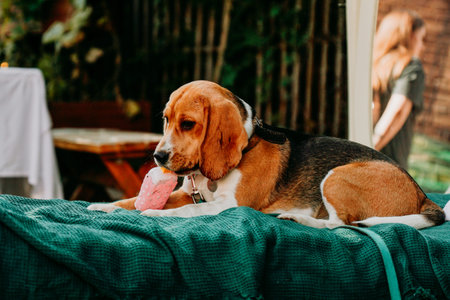 An adult beagle lies on a green lounger and plays with an ice cream toy. Sunny day.の写真素材