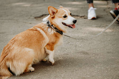 A beautiful Corgi dog. Happy pet, portrait of a golden corgi. Pet training, dog show, dog food conceptの写真素材
