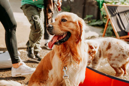 Golden retriever. Portrait of a happy pet at the city pet festival. Summer sunny dayの写真素材