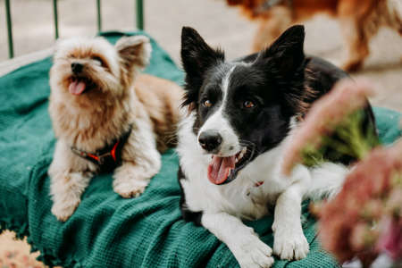 Border Collie and Yorkshire Terrier lie on a green lounger. Chill area for animals in the urban space for events. Dogmarketの写真素材