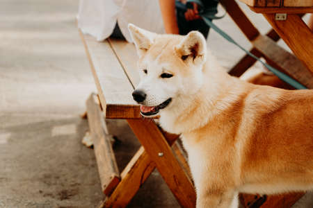 Red fluffy dog breed Akita inu. Akita dog on the background of a wooden picnic table. Walk with your pet on a summer dayの写真素材
