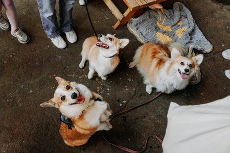 Three little dogs sitting outdoors. Three cute corgi on leashes. Dog show in the city park. sunny...