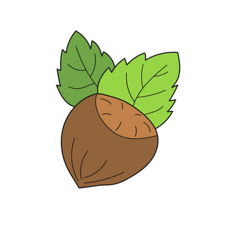 Simple cartoon icon. Cozy vector hazelnut. Colored hazelnut with leaves isolated on a white background. Vector hand drawn illustrationのイラスト素材