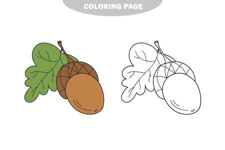 Simple coloring page. Acorn - coloring page, game for children, kids. Color and black and white versionのイラスト素材