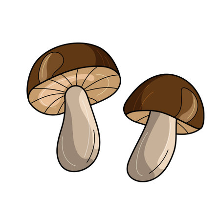 Mushroom cartoon vector drawing on white. Two brown cute mushrooms icon for designのイラスト素材