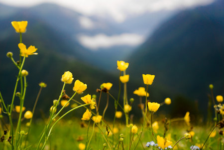 Beautiful flower meadow and snowcapped mountains on a blurred background. Georgiaの写真素材