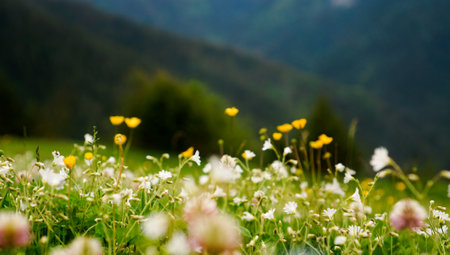 Flower meadow. Blurred spring background. Bright colors, summer mood. Journey to the mountainsの写真素材