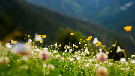 Flower meadow. Blurred spring background. Bright colors, summer mood. Journey to the mountainsの写真素材