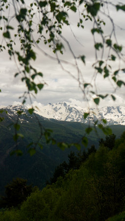 The peak of mountains, Caucasus mountain range, seen through birch branches. Svaneti, Georgia. Vertical photoの写真素材
