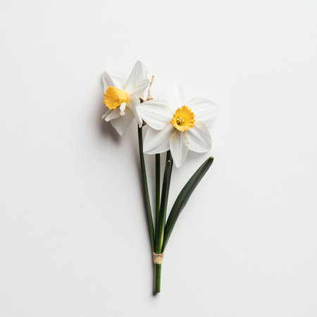 A Sunny Daffodil on White Backgroundの素材