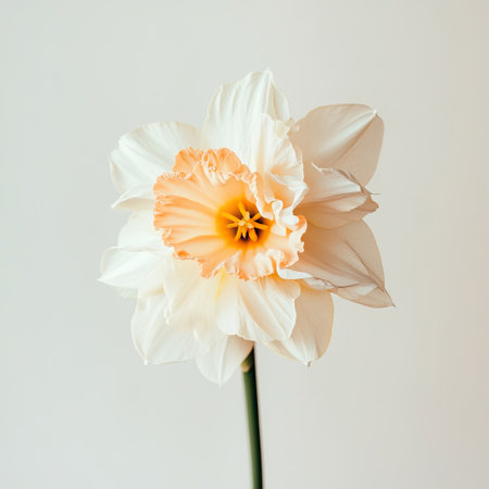 A Sunny Daffodil on White Backgroundの素材