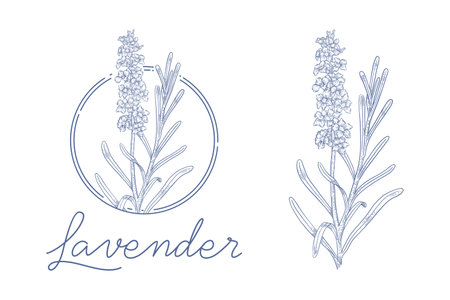 lavender plant hand drawn illustrationのイラスト素材