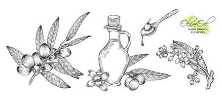 olive oil hand drawn illustration bundleのイラスト素材