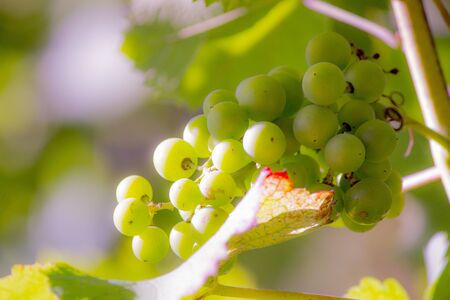 White grapesの写真素材
