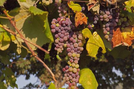 Red grapesの写真素材