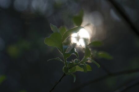 Sunset between plantsの写真素材