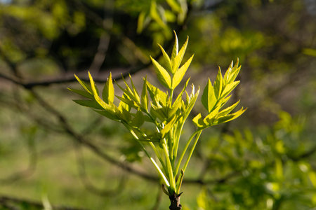 Tree leaves