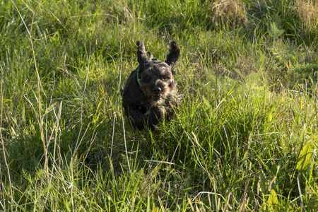 Running dogの写真素材