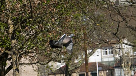Flying birdの写真素材