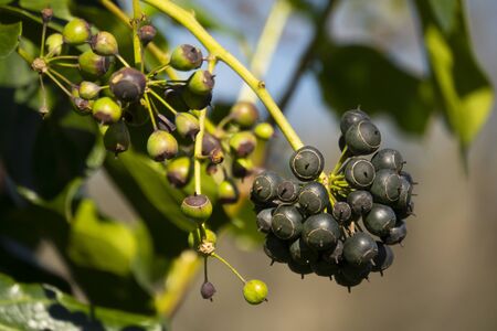Black fruitsの写真素材