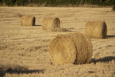 Hayの写真素材