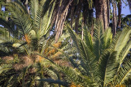 Palm leavesの写真素材
