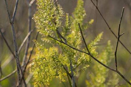 Branches with greenの写真素材