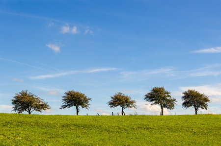 Five trees on a row