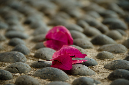 Two bougainvillea blossoms are laying on the ground