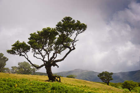 An old bay tree in the highlands of Madeira, some clouds are rising upの写真素材