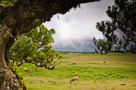 Wafts of mist are laying in the highlands of Madeira and generate a spooky atmosphere. cattle is grassing there.の写真素材