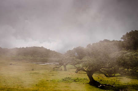 Wafts of mist are laying in the highlands of Madeira and generate a misty atmosphereの写真素材