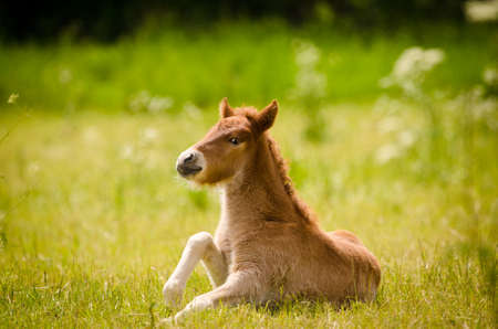 Cute newborn foal stands up on a meadow in springの写真素材