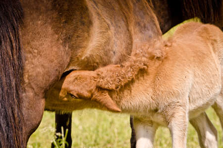 Cute newborn foal sucks and drinks milk with his mother on a meadow in springの写真素材