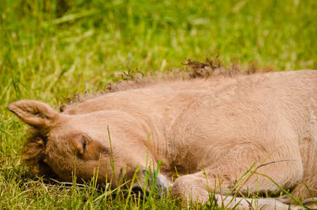 Cute newborn sleeps foal on a meadow in springの写真素材